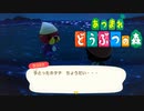 【あつまれどうぶつの森】弱肉強食の世界で生きていく【実況】Part09