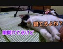 動いてしまうと５秒後に寝てしまう猫