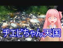 【アクアリウムVOICEROID部】死神茜ちゃんのアクアリウム日記6【硝酸塩対策その3完結！とオレンジチェリーシュリンプとチエビ】