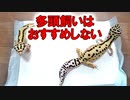 【リスクがある】レオパを同じケージで多頭飼育することについて
