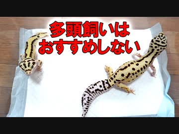 人気の 爬虫類 Av アニマルビデオ 動画 729本 4 ニコニコ動画