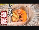 【小さくて可愛い！】自家繁殖したレオパの赤ちゃんが産まれました【卵の現状も紹介します】