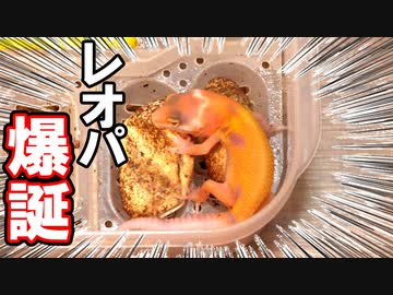 人気の 爬虫類 Av アニマルビデオ 動画 729本 4 ニコニコ動画