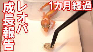 【慣れてきた！】自家繁殖したレオパの成長報告をしてみた