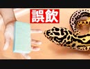【スポンジ誤飲！】レオパが誤飲をしてしまいました。【誤飲対策しました】