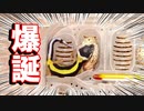 【極美！】レオパの赤ちゃんが産まれました【他のヘビーちゃんの成長報告あり】