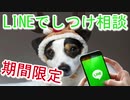 時代はスマホでしつけ相談。犬の飼い方の悩み具体例とは