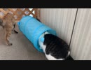 キャットトンネル猫に買ってあげたら？