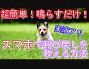 【超簡単】スマホで呼び戻し！鳴らすだけで犬が来てくれる教え方