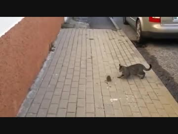 ネズミｖｓネコその６