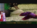 「ベタ君、不戦敗により楽園逃亡」【水底から仰ぐ星＠アクアリウム】