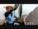 ノブさん ていぼう部 ツバス 2020-09-04
