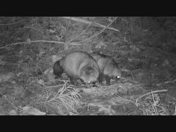 令和最初の狩猟生活（その１３５）