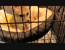 ちゃんと手で持っておやつを食べるお行儀の良いフェネック
