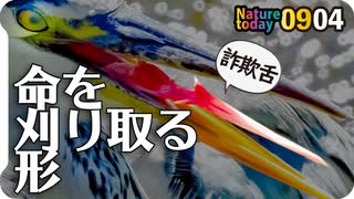 0904【アオサギの舌の形が怖すぎた】カルガモ求愛ダンス水芸とシジュウカラ、オナガに鯉の稚魚【今日撮り野鳥動画まとめ】身近な生き物語