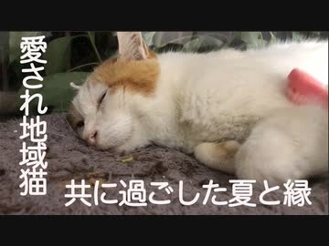 ベテラン愛され地域猫、共に過ごした忘れえぬ夏