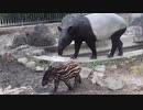 日本平動物園 マレーバクの親子オリヒメとナナハ　2020年9月1日