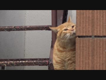 最強野良猫列伝・最強に懐こいボス茶トラ猫、懐こさを武器に一大ハーレムを築く