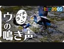 0905【鵜の鳴き声と求愛か喧嘩】カルガモ椅子取りやスズメ戦隊にカワセミおしっことハルジオン【今日撮り野鳥動画まとめ】身近な生き物語