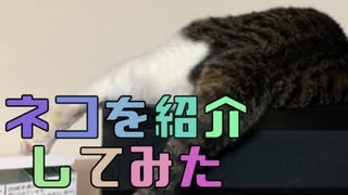 我が家の猫紹介-2匹目-