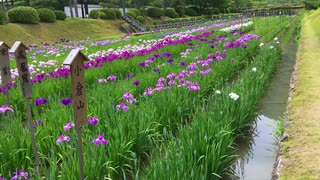 吉香公園　吉香花菖蒲園(Kikko Hana syoubu en)　令和二年六月　　岩国市