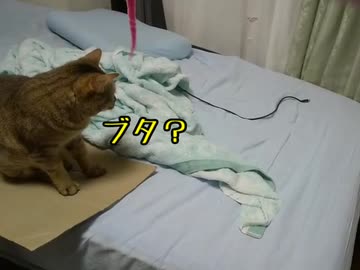 【うちの猫】□なんかつくるんでしょか？【シャル】