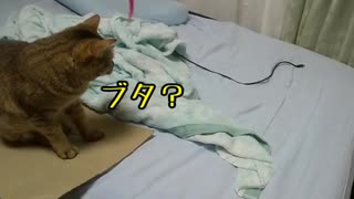 【うちの猫】□なんかつくるんでしょか？【シャル】