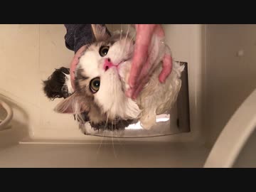 おとなしくシャンプーされるがままの猫