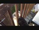 犬（ミニチュアシュナウザー）ｖｓ猫　その２