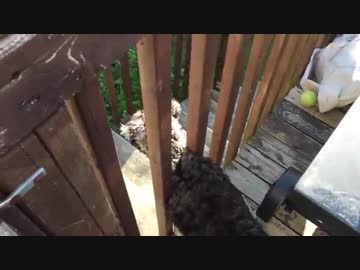 犬（ミニチュアシュナウザー）ｖｓ猫　その２