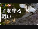 0906【カルガモ親子をコサギが襲う】ハクセキレイ捕食にシジュウカラとピラカンサ。カワセミにアマガエルやナガサキアゲハ、クロバネツリアブ【今日撮り野鳥動画まとめ】身近な生き物語