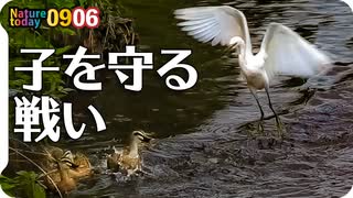 0906【カルガモ親子をコサギが襲う】ハクセキレイ捕食にシジュウカラとピラカンサ。カワセミにアマガエルやナガサキアゲハ、クロバネツリアブ【今日撮り野鳥動画まとめ】身近な生き物語