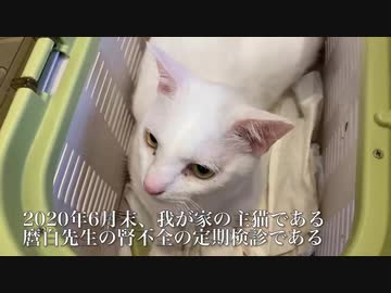 腎不全のウチューネコチャン、夏を前に体重が落ちる