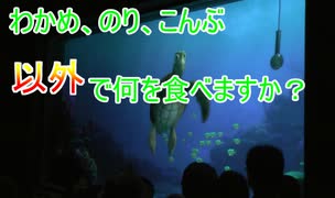 【定番潰し】わかめのりこんぶ以外で何を食べますか？ 【タートルトーク】東京ディズニーシー