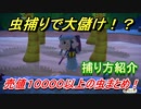 あつまれどうぶつの森　虫捕りで大儲け！？虫の売値が１００００以上の虫まとめ！捕り方紹介！　【あつ森】