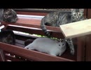 今日の蒼民家の猫々【蒼民家の猫々】