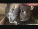 ラビ君