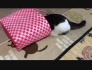 猫と宝探しごっこしました