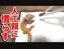 【食べない方に見てほしい！】レオパを人工餌に慣らす方法を紹介します！