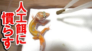 食べない方に見てほしい レオパを人工餌に慣らす方法を紹介します ニコニコ動画
