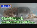 うちのハムの寝床を紹介します。 Introducing our hamster bed.  #75【ハムスター物語】