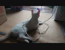 拾い猫の子育て23