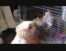 うさぎさんが張り付いてるせいでなかなか外に出られないシマリスさん