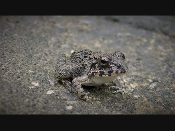 ある日の散歩中とかに出会った生き物（今回トリやムシ類が多めかも）