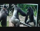 全てが面白い　鏡を気にしすぎるゴリラの生き様が好きすぎる【今日のりはる】