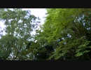 9月の蝉の鳴き声【作業用BGM】