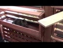 今日の蒼民家の猫々【蒼民家の猫々】