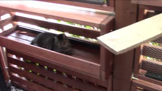 今日の蒼民家の猫々【蒼民家の猫々】