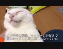 【猫】(^ω^)(´ω`)たまに(◉ω◉)