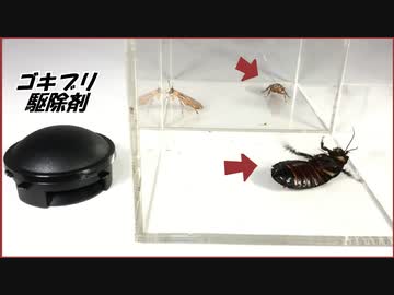 ゴキブリ駆除剤を「野生のゴキブリ」と「レッドローチ」に同時に使ったら違いが出るのか試してみたら・・・。